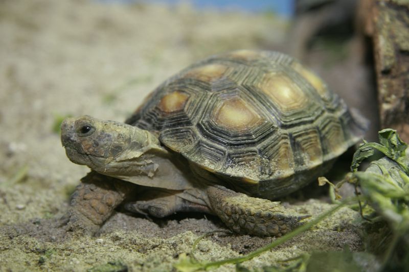 Želva texaská, foto (c) Archiv Zoo Praha